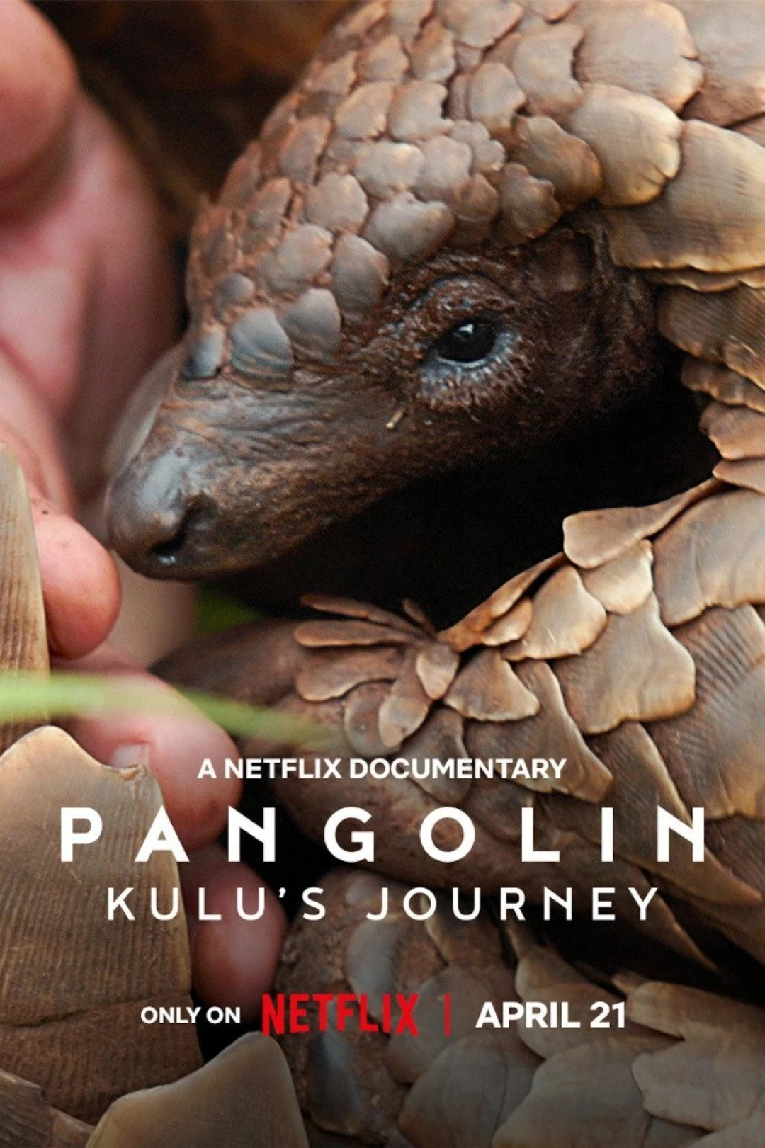 Loài tê tê: Hành trình của Kulu (Pangolin: Kulu's Journey) [2025]