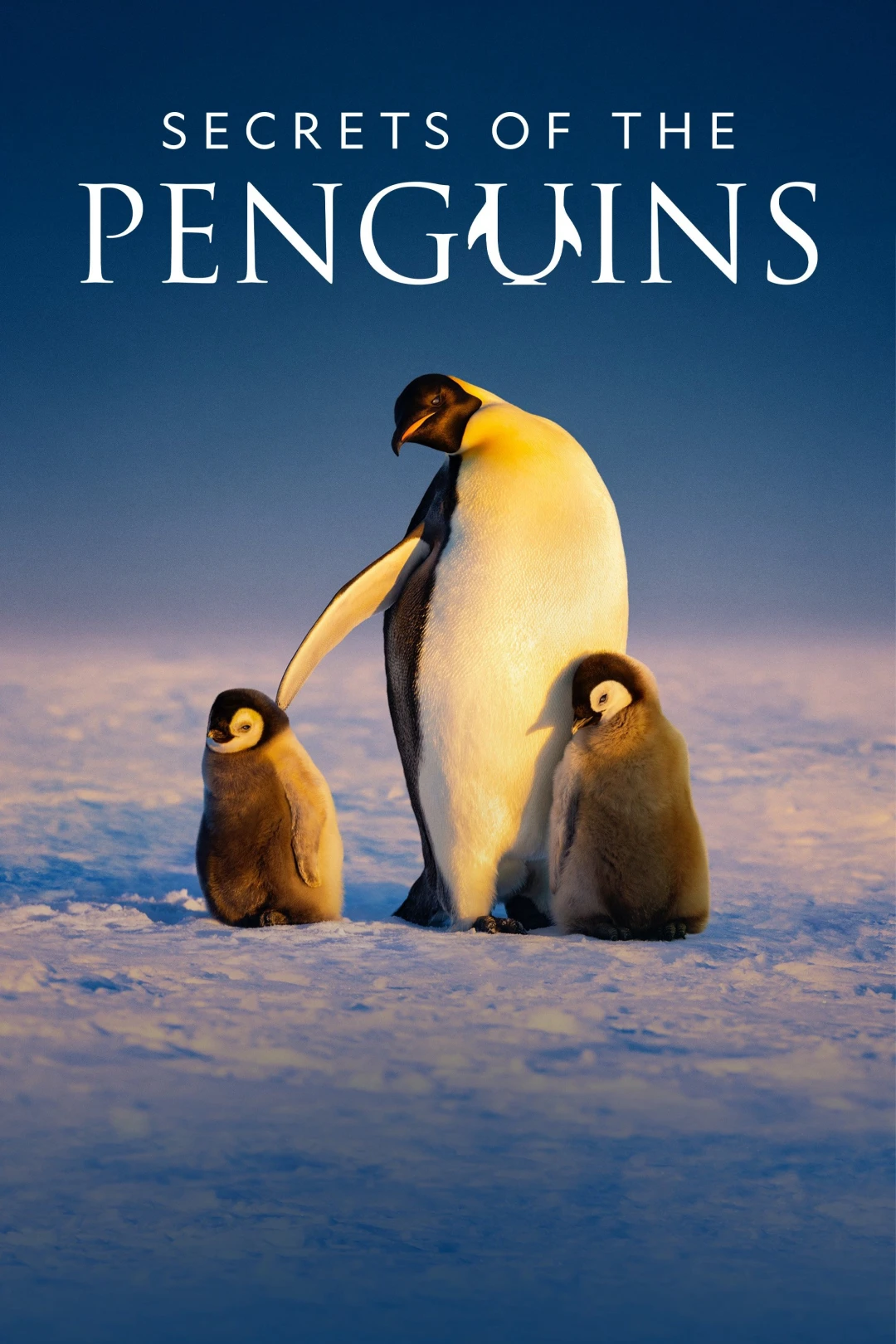 Secrets of the Penguins (Secrets of the Penguins) [2025]